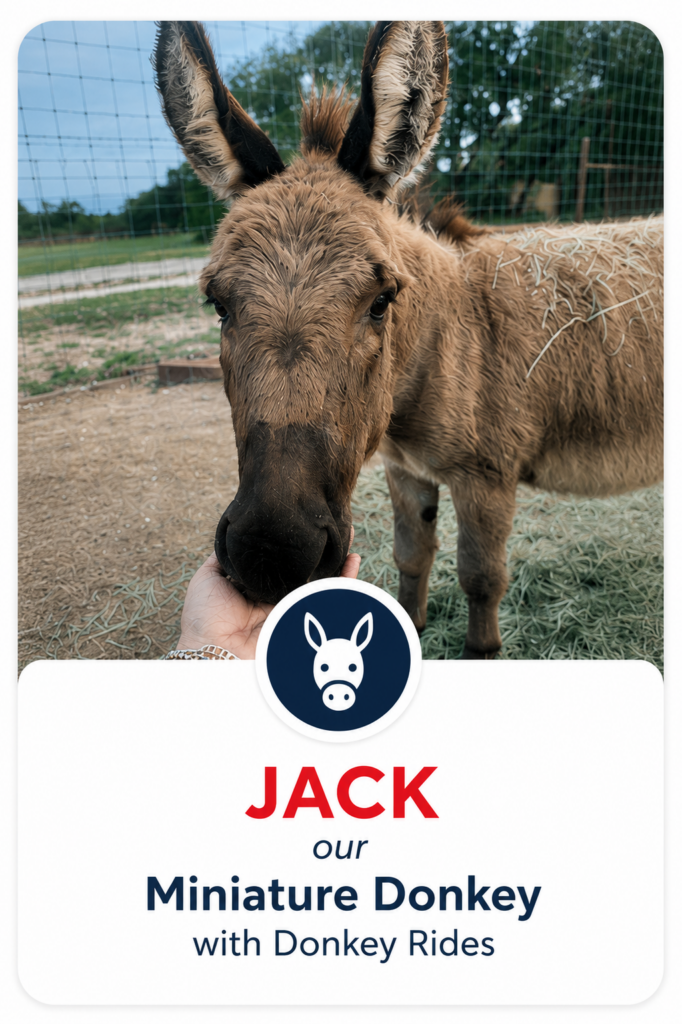 Mylittlepettingzoo Jack our Miniature Donkey with Donkey Rides