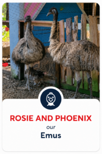 Mylittlepettingzoo Rosie and Phoenix our Emus