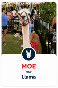 Moe - Lama my little petting zoo
