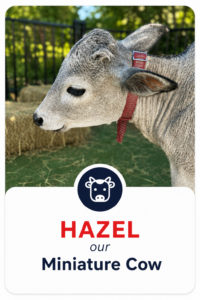 Mylittlepettingzoo Hazel our Miniature Cow