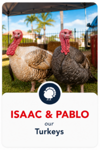 Mylittlepettingzoo Isaac and Pablo our Turkeys