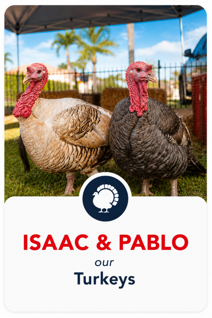 Mylittlepettingzoo Isaac and Pablo our Turkeys
